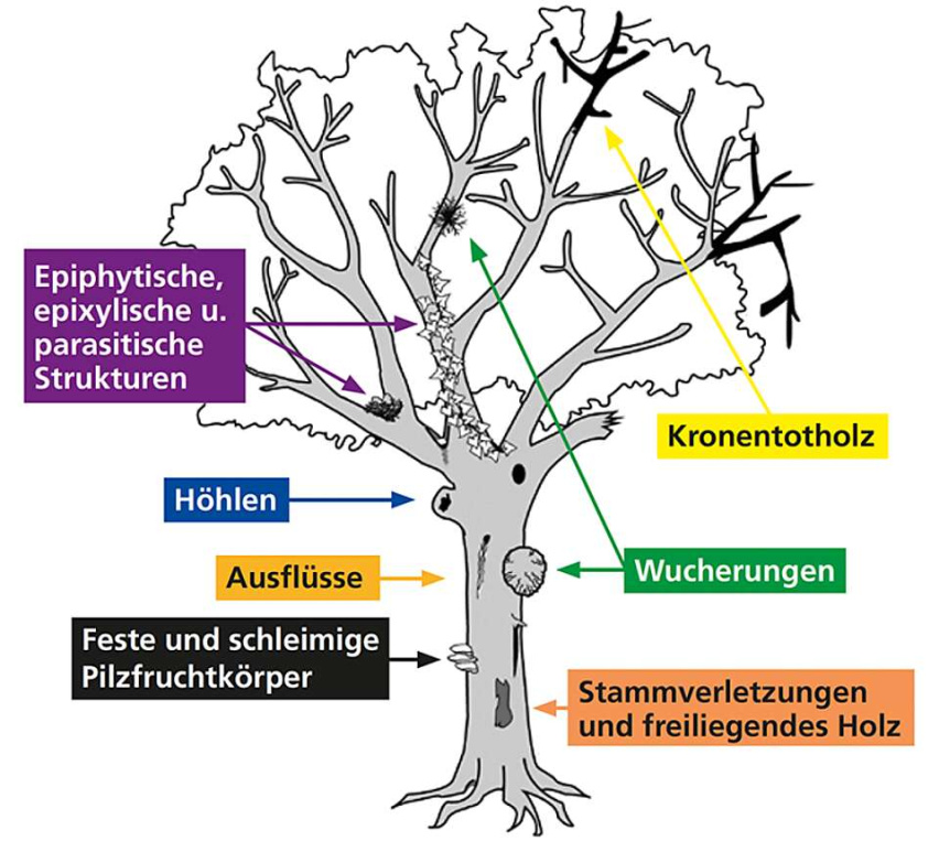 Schematische Darstellung eines Biotopbaums mit Mikrohabitaten Informationen: – Bütler et al. 2020a: Taschenführer der Baummikrohabitate – Beschreibungen und Schwellenwerte für Feldaufnahmen. WSL, Birmensdorf – Bütler et al. 2020b: Habitatbäume kennen, schützen und fördern. Merkblatt Praxis 64, WSL Birmensdorf